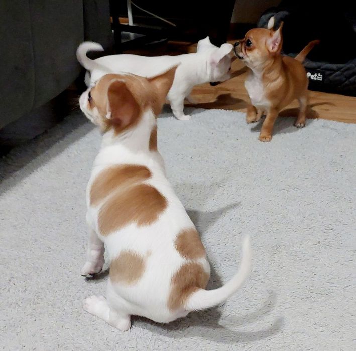 Wyjątkowy piesek chihuahua w łatki