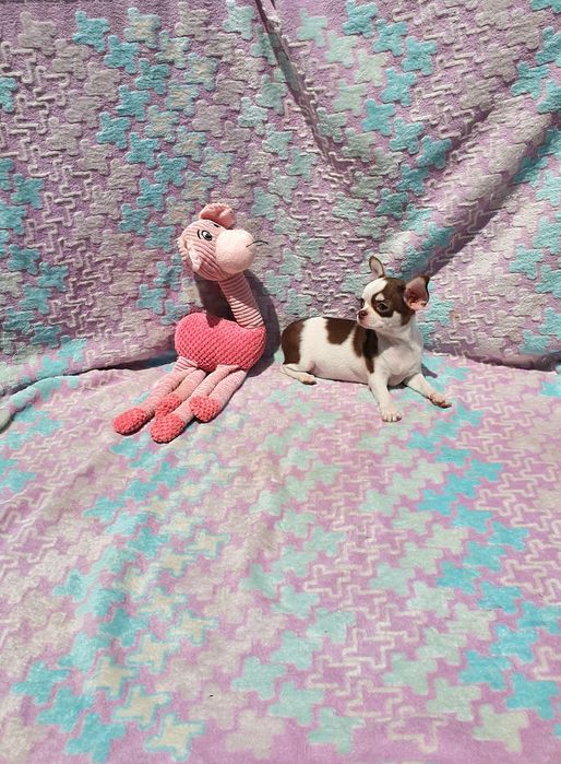 Chihuahua Fêmea Pêlo Curto