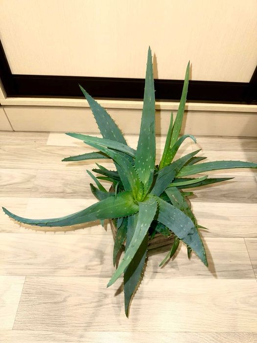 Алоэ вера лечебное взрослое растение