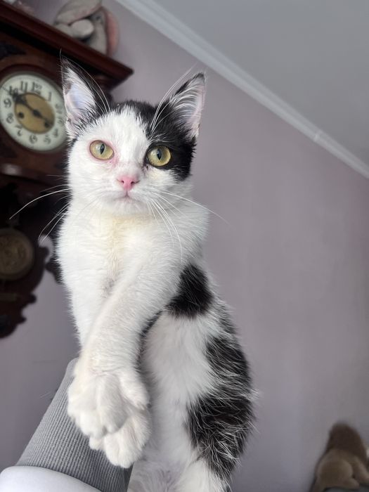 Неймовірно ласкава киця) 6 міс