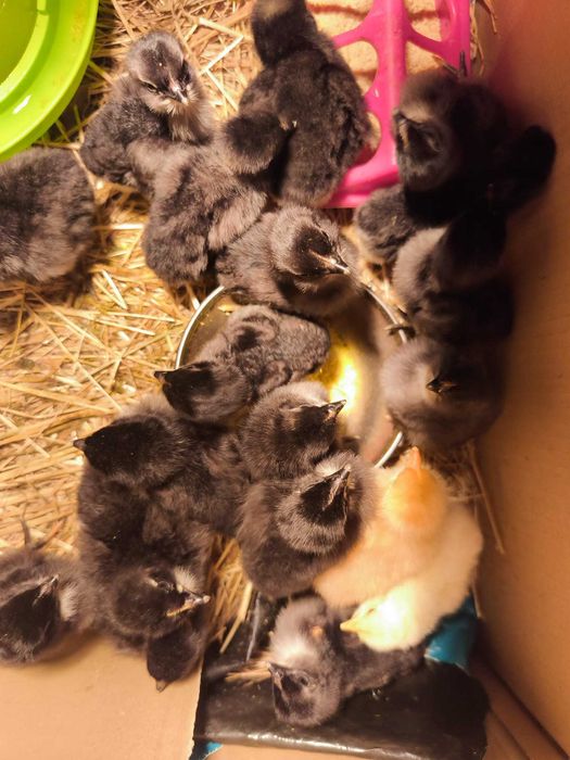 Pintos de raça preta lusitânica