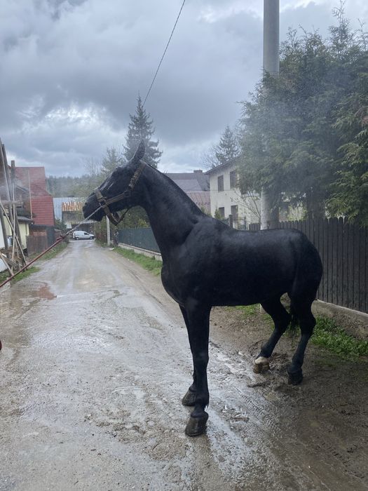 Sprzedam wałachy śląskie