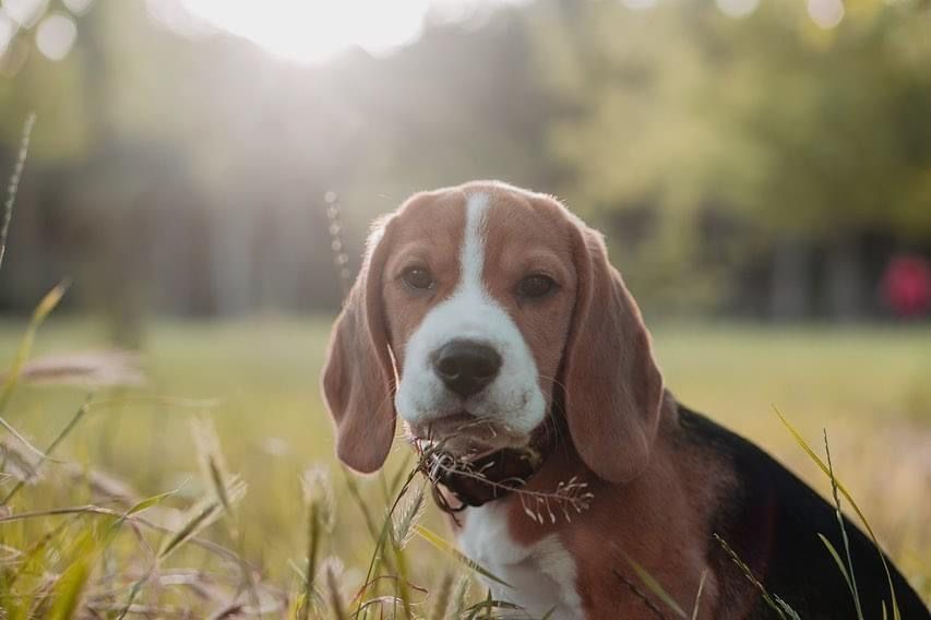 Вязка лучшего бигля на планете
