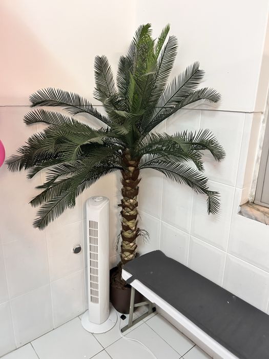 Lote plantas IKEA