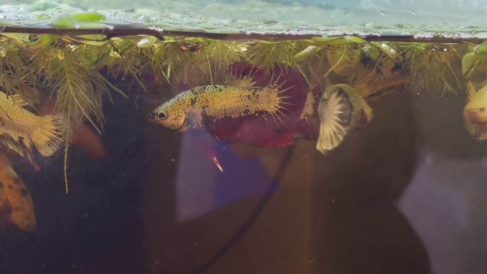 Vendo Bettas dragon