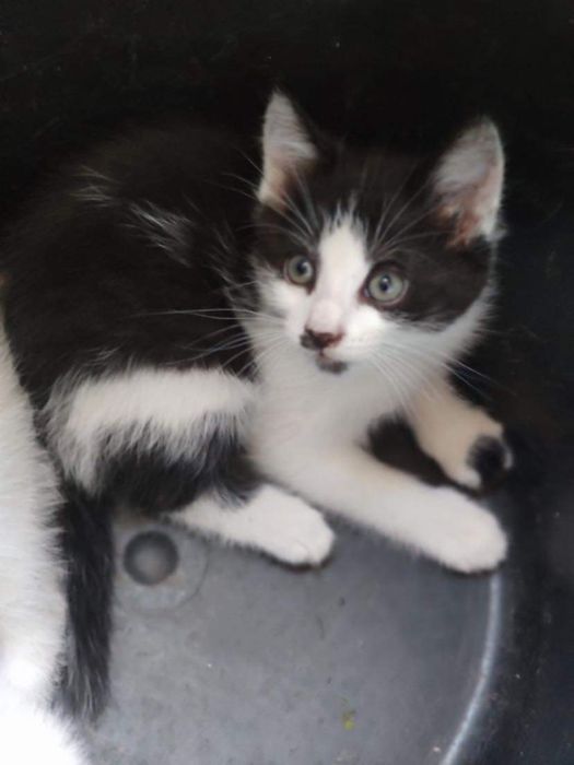 Кошенята з подарунками