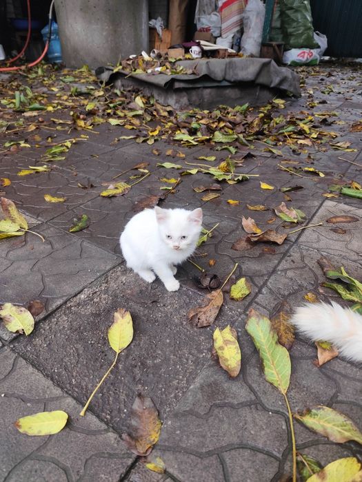 Милые котята в добрые руки!