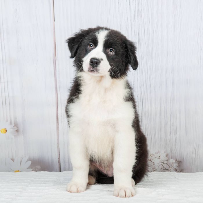 Хлопчик Австралійської Вівчарки Аусси Австралийская овчарка