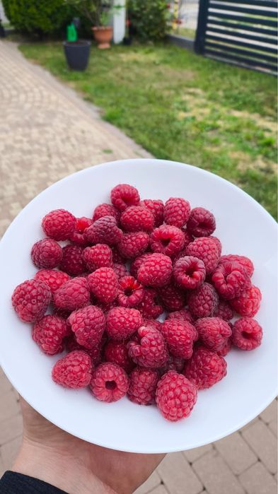 Maliny z Roztocza
