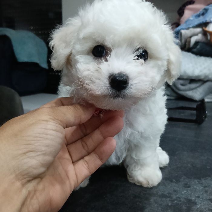 Bichon frise suczka Eliza  FCI ZKwP