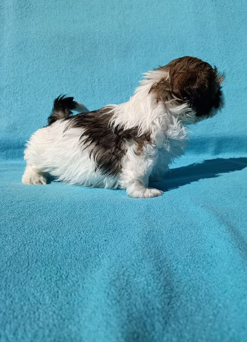 Shih Tzu chłopiec tricolor