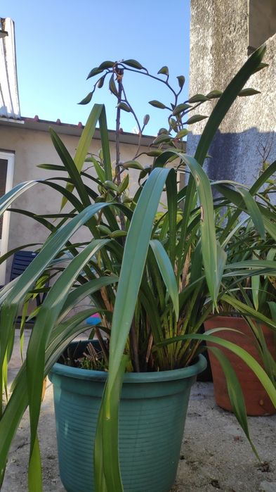 Orquídea verde amarela e vermelha