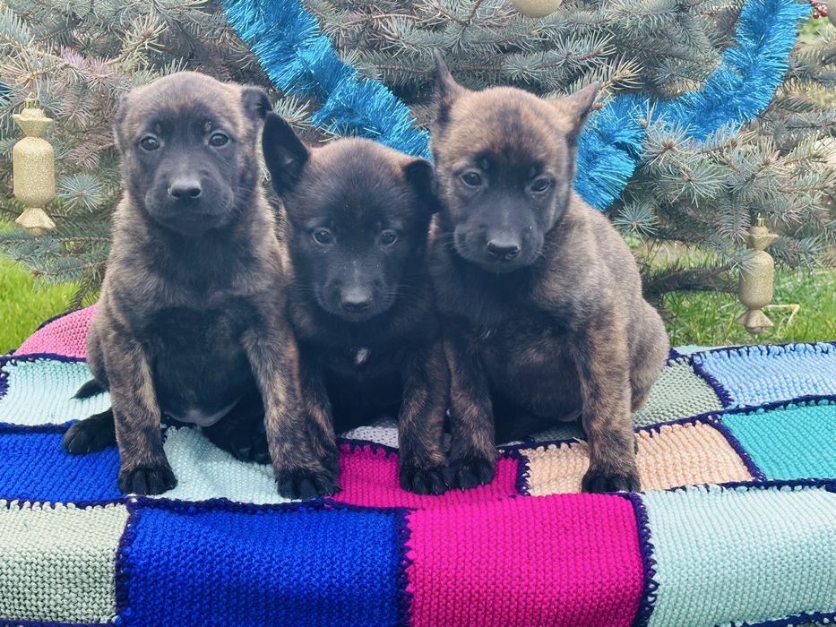 Голландские овчарки! Девчонки!