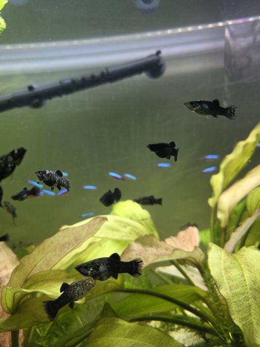 Molinezja Czarna Sprzedam/ Zamienię na inne rybki