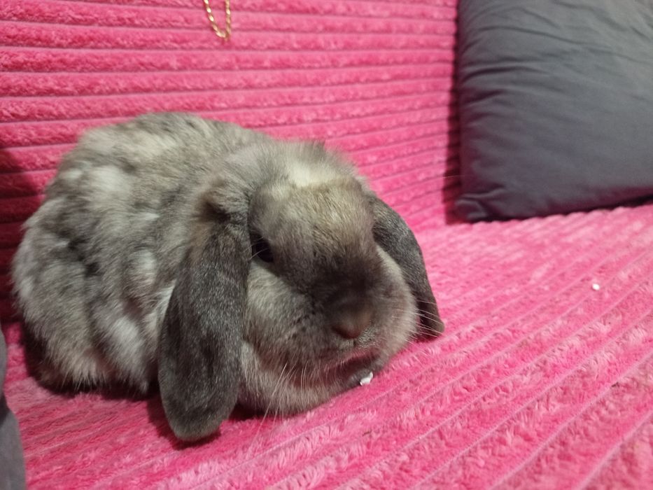 Królik mini lop samiczka