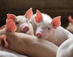 Продам поросяток