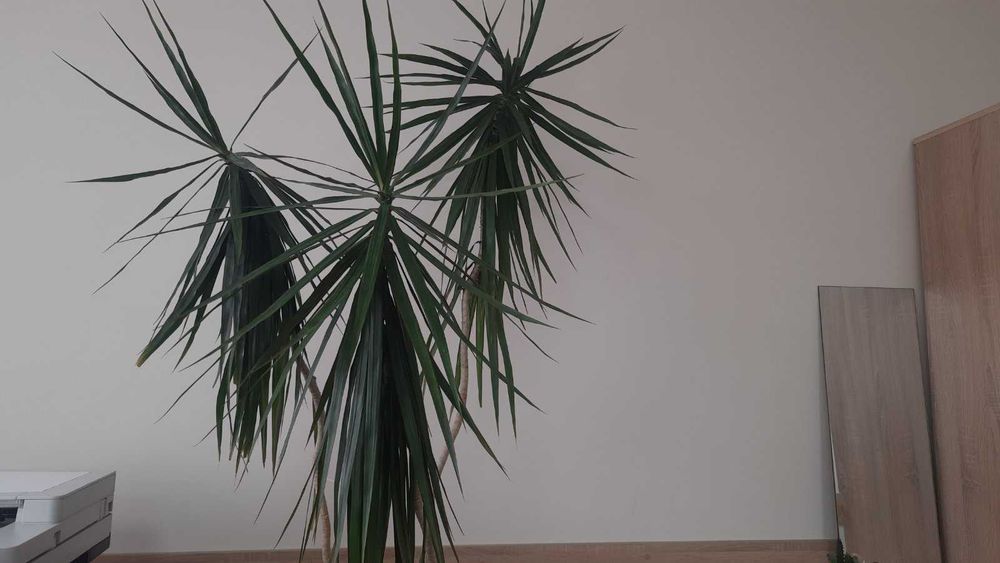 Драцена Маргіната