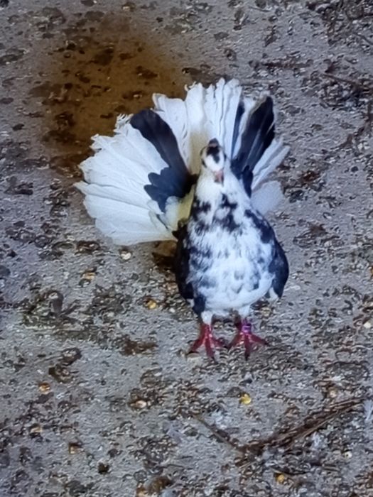 Sprzedam  pawika