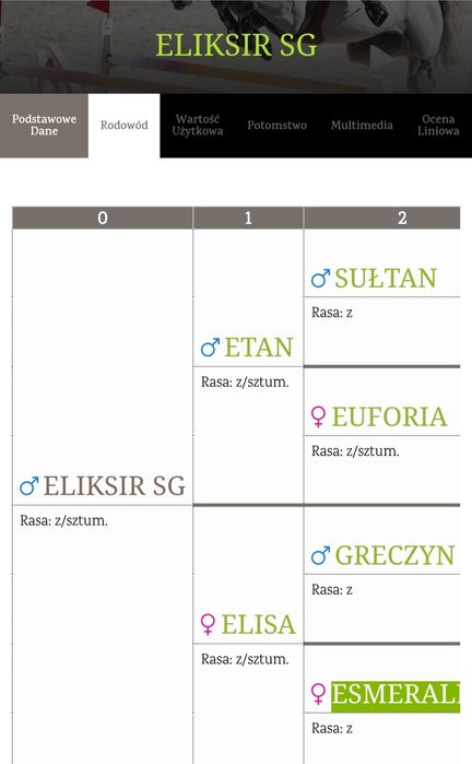 Ogierek Ogier źrebak sztumski