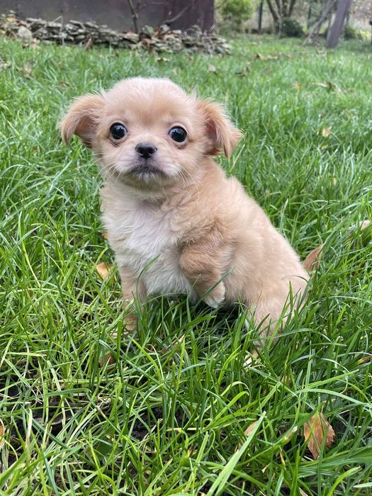 Одесса  Чихуахуа