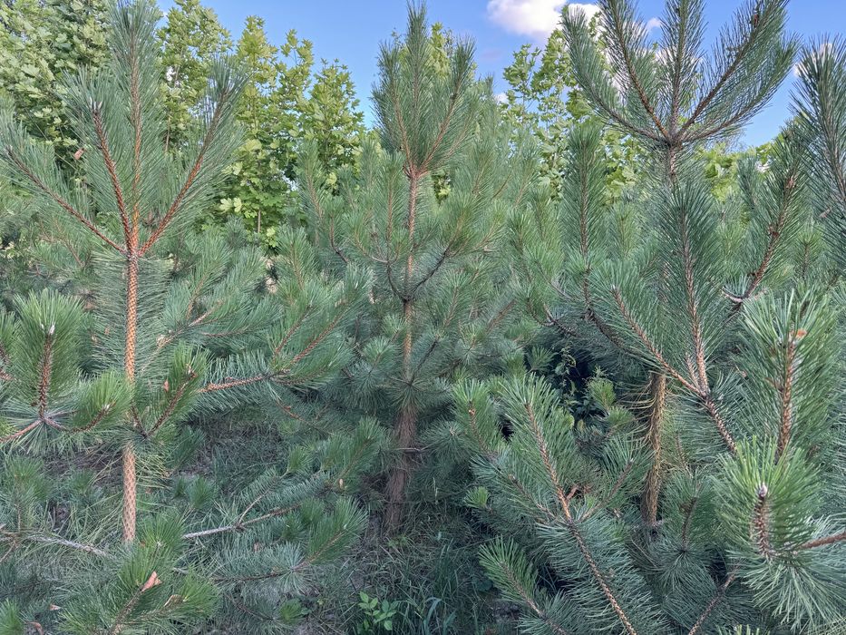 Sosna czarna 200cm