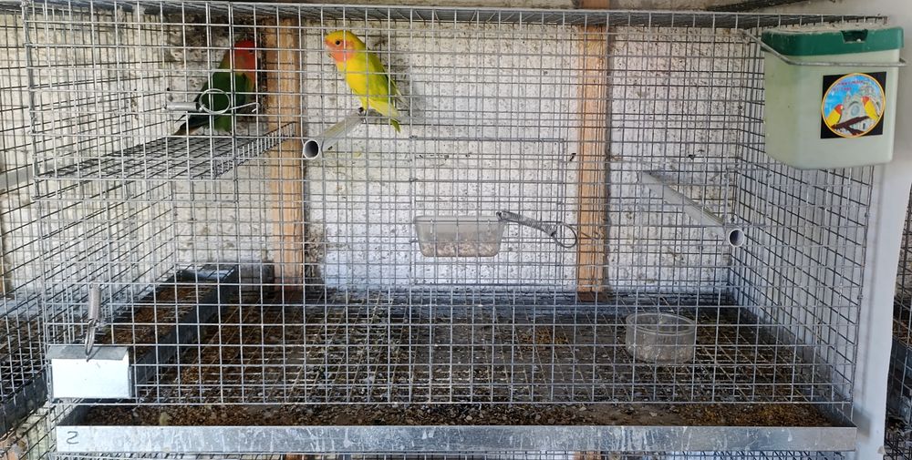 4-Gaiolas de criação c/tabuleiros
75cm/27cm/22cm
Com ninho e bebedouro