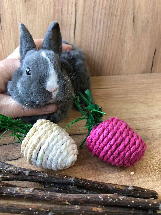 Królik rex karzełek miniaturka niebieski zooanimals polecany dla alergików