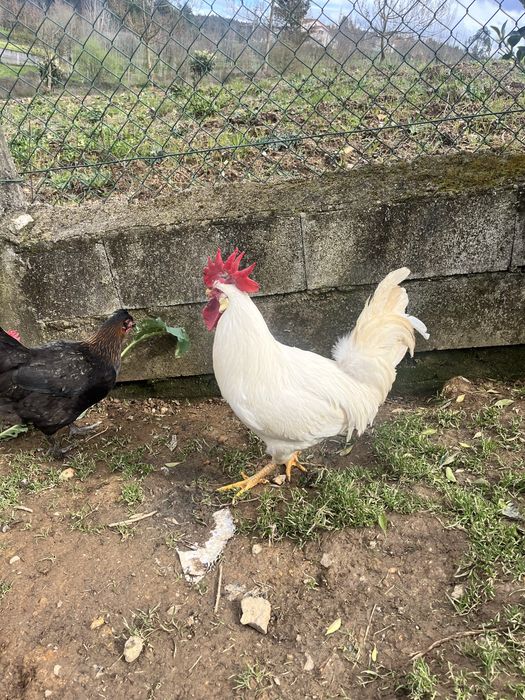 Ovos e pintos de galinha Leghorn - Alta Produção de Ovos Brancos
