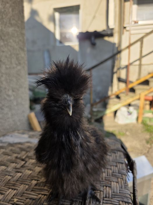 Курчата Кітайска Шовкова