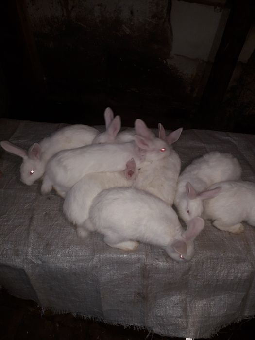Продам кроликів породи панон