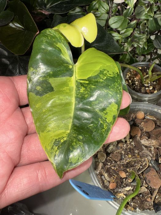 Philodendron Burle marx variegated