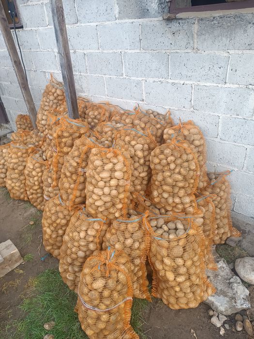 Sprzedam ziemniaki paszowe