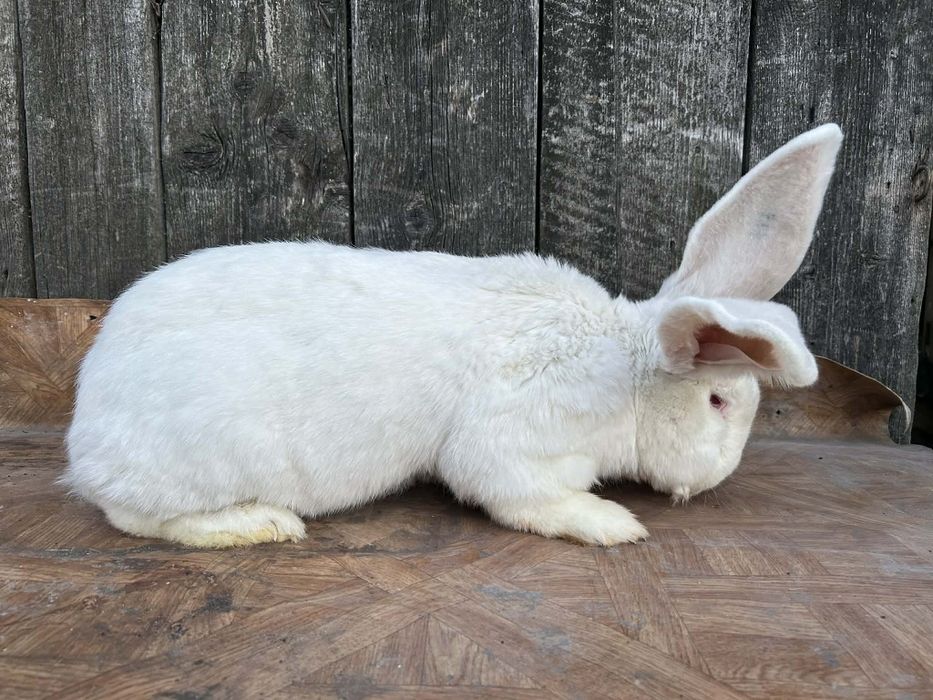 Belgijski Olbrzym Biały