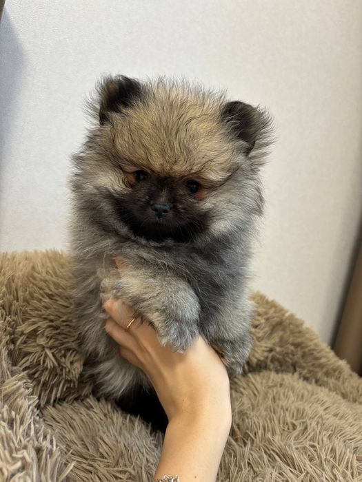 Ексклюзивні померанські дітки