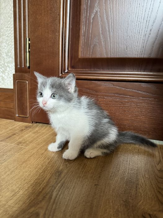 КОШЕНЯ (котик) шукає люблячу родину