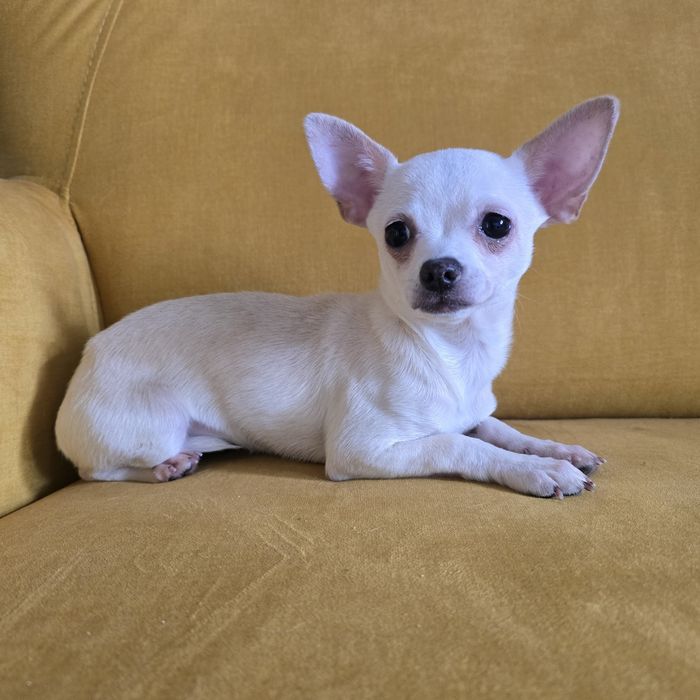 Chihuahua  suczka beżowa komplet szczepień