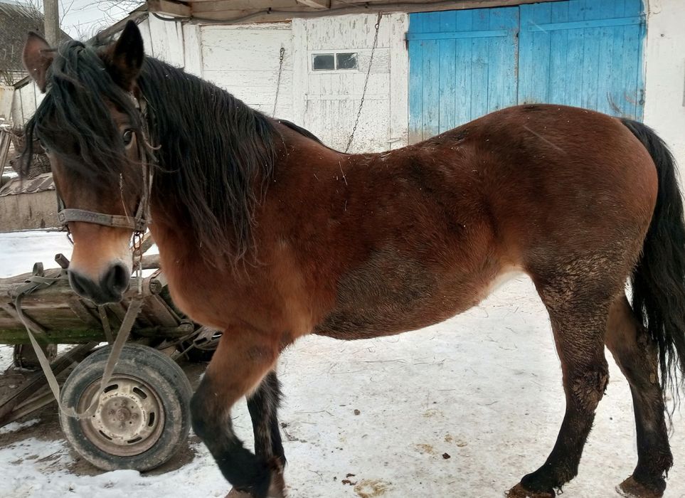 Продам кобилу 9років