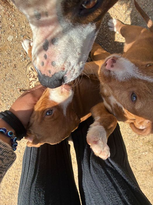 Crias de pitbull