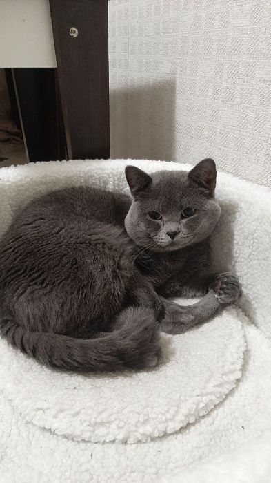 Кошенята породи Scottish fold  (шотландці висловухі)