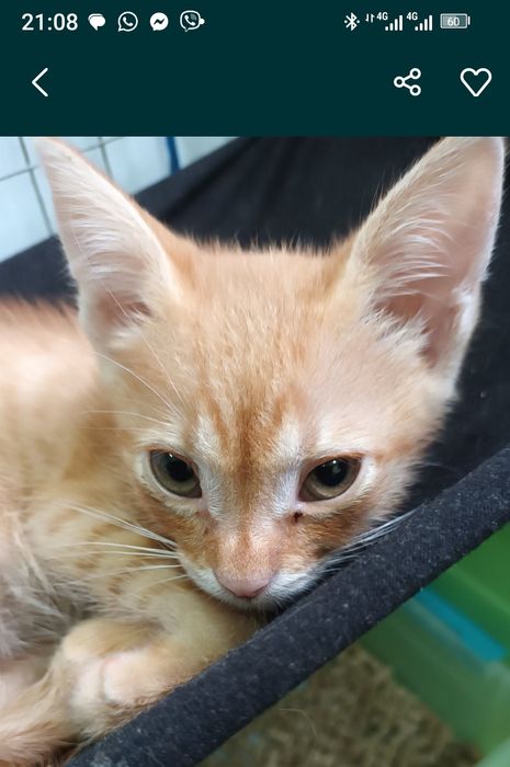 Малюк 1,5 міс хлопчик