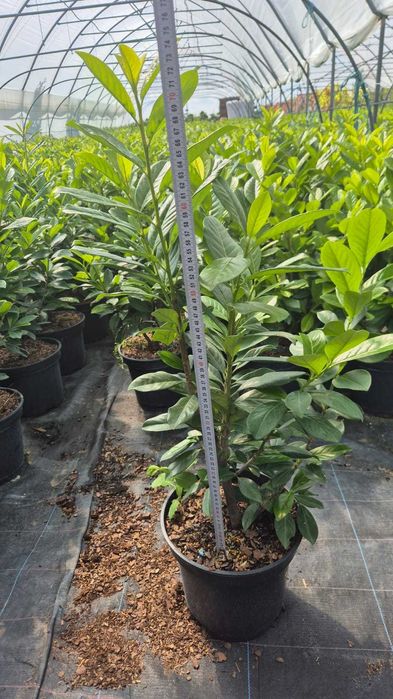 Laurowiśnia Novita 60-80 cm w donicy 5 litrowej z własnej plantacji