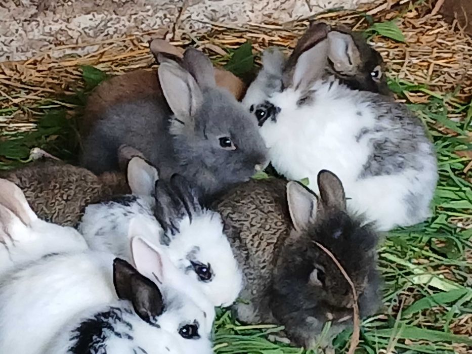 Coelhos lindos anões