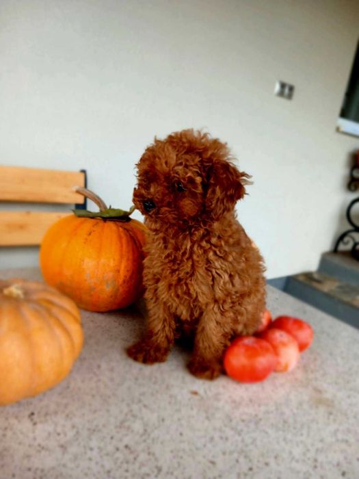 той-пудель ред-браун