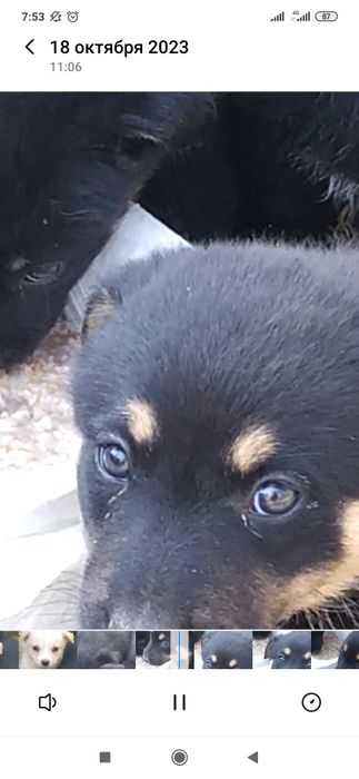 Отдам даром в хорошие руки щенков