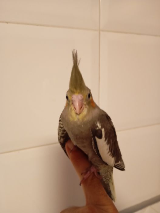 Caturras e periquitos bebés