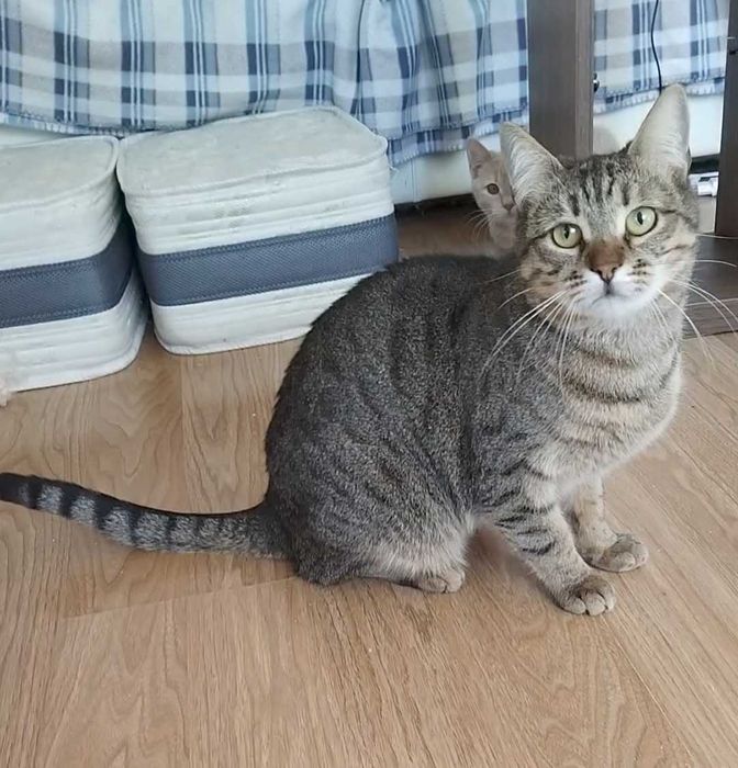 Зеленоока Дарсі - краса Аравійського Мау