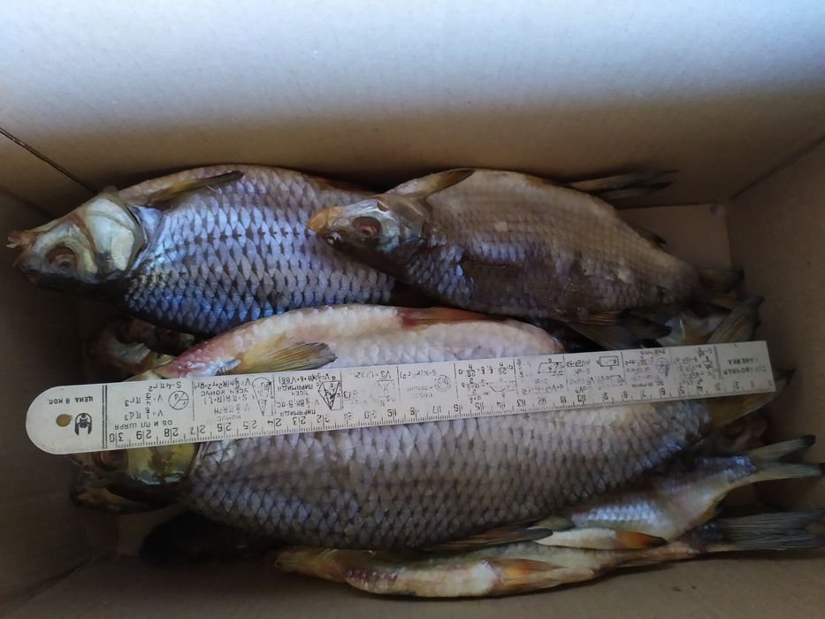 Плітка. Плотва. Таранка велика. Риба сушена.