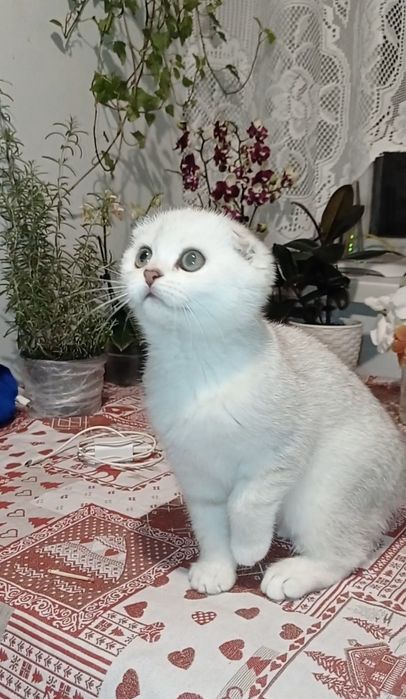 Кошеня фолд дівчинка срібна шиншила