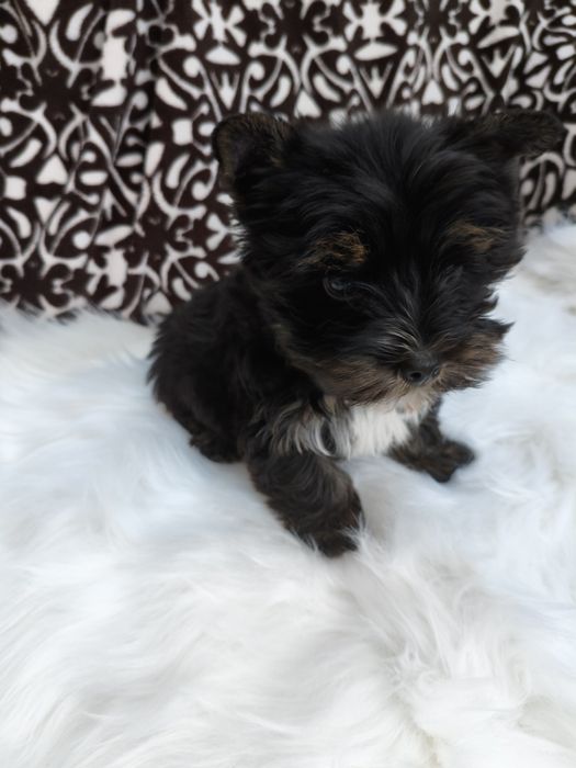 Yorkshire terrier maleńki ciemny chłopiec