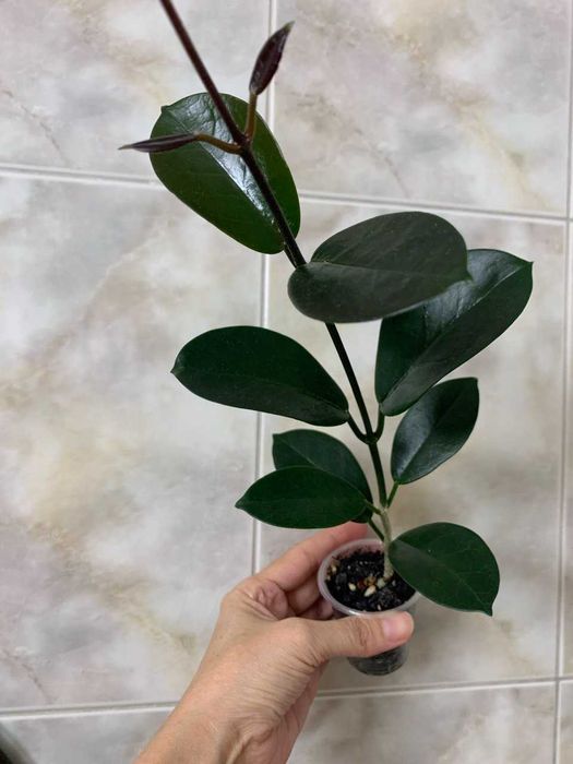 Хойя Australis Lisa